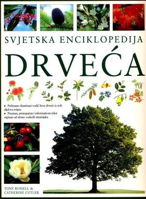 Drveca