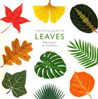 Little guide to leaves