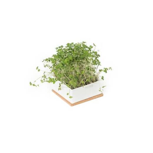Grow box gorušica 1