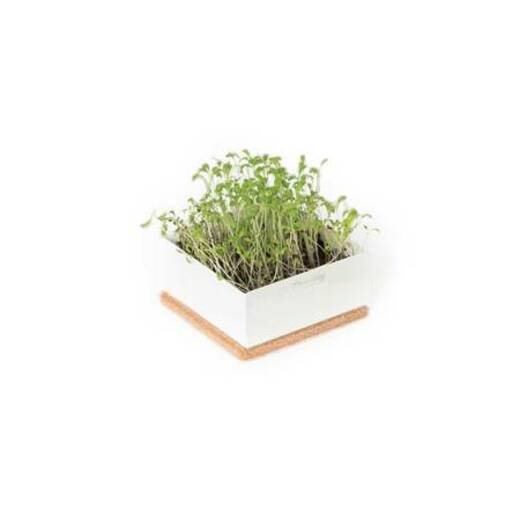 Garden box dragušac 1