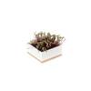 Garden box rotkvica 1
