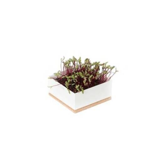 Garden box rotkvica 1