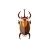 Zidni dekor elephant beetle