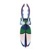 Zidni dekor antler beetle