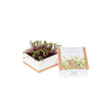 Grow box cikla 2