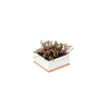 Grow box cikla 1
