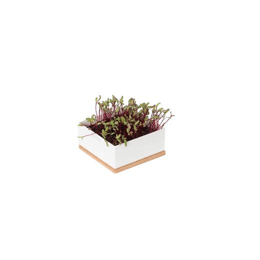Grow box cikla 1
