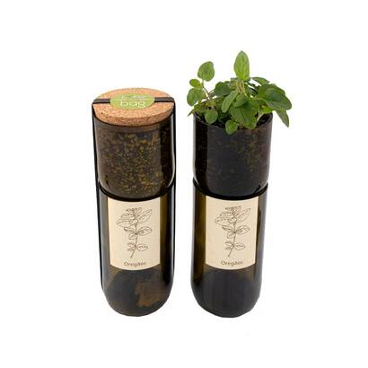 Bottle garden origano