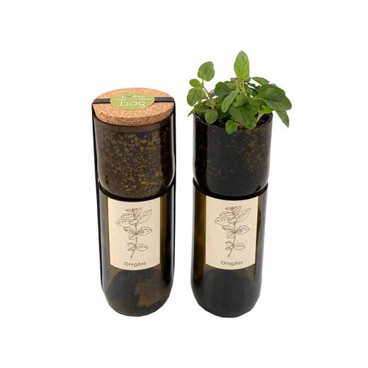 Bottle garden origano