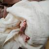Mushie swaddle sun 2