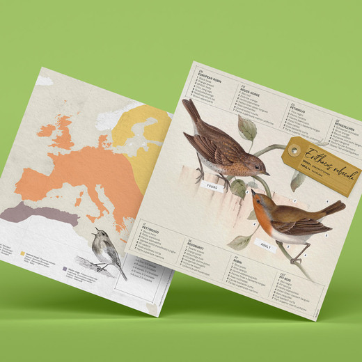 Plego 3d papirnata figura crvendać erithacus rubecula 4