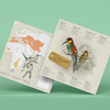 Plego 3d papirnata figura pčelarica merops apiaster 3