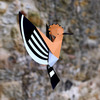 Plego 3d papirnata figura pupavac upupa epops 5