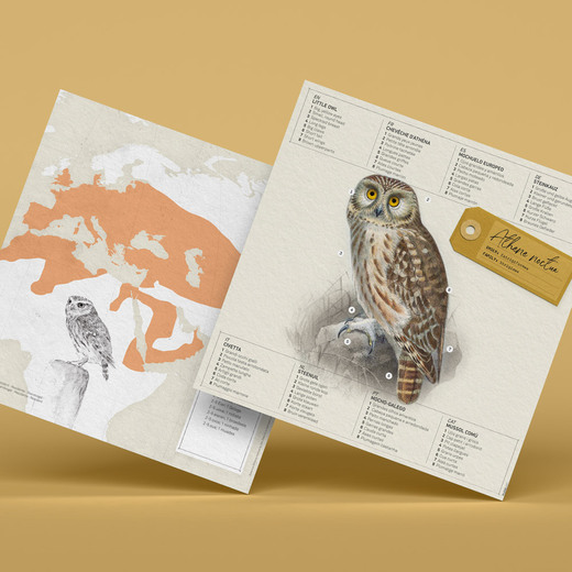 Plego 3d papirnata figura mala sova athene noctua 5