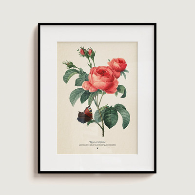 Plego 3d pop up vrtna ruža rosa centifolia 4