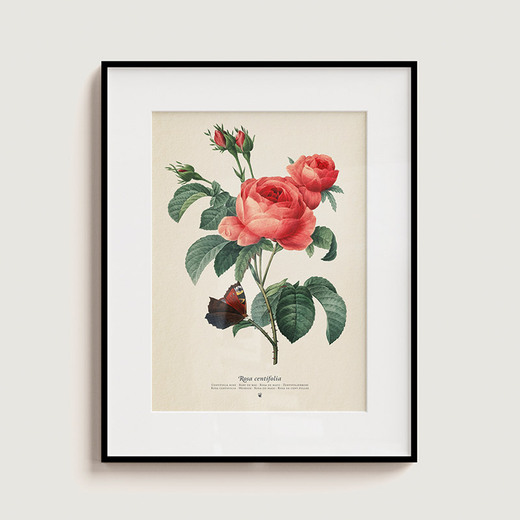 Plego 3d pop up vrtna ruža rosa centifolia 4