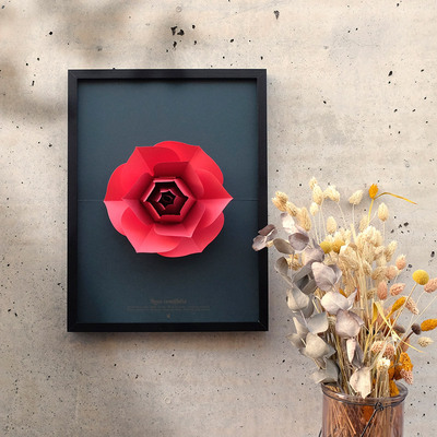 Plego 3d pop up vrtna ruža rosa centifolia 3
