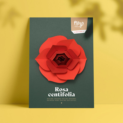 Plego 3d pop up vrtna ruža rosa centifolia