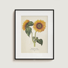 Plego 3d pop up suncokret helianthus annuus 2