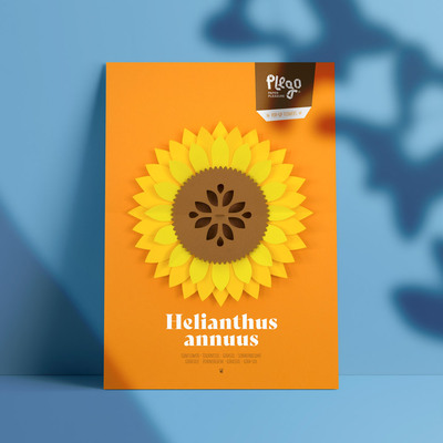 Plego 3d pop up suncokret helianthus annuus