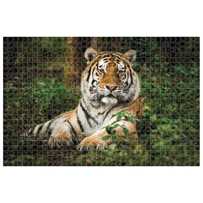 Diakakis puzzle animal planet tiger 1000 kom 1
