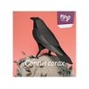 Plego 3d papirnata figura gavran (corvus corax)