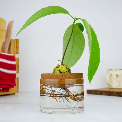 Gift republic set za uzgoj avocado 3