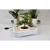 Gift republic posadite bonsai2