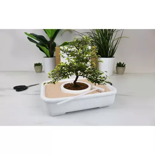 Gift republic posadite bonsai2