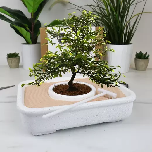 Gift republic posadite bonsai4