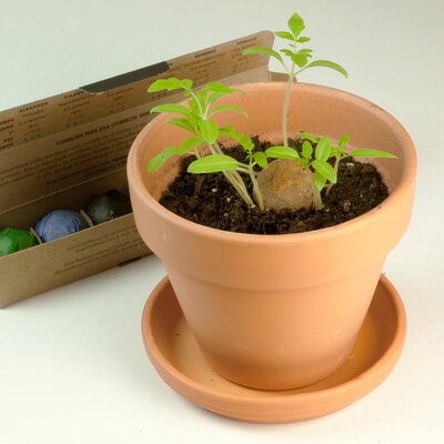 Resetea set za uzgoj sobne biljke aromatic bombs 6 kom 2