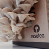 Resetea set za uzgoj sobne biljke oyster mushroom 2