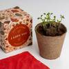 Resetea set za uzgoj sobne biljke i love you growing kit 3