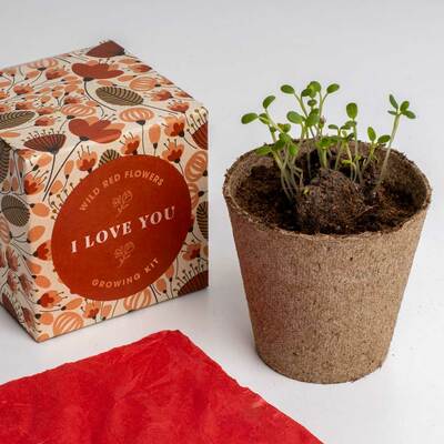 Resetea set za uzgoj sobne biljke i love you growing kit 3