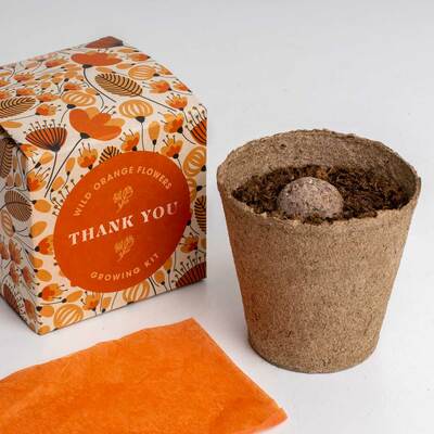 Resetea set za uzgoj sobne biljke thank you growing kit 2