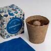 Resetea set za uzgoj sobne biljke congrats growing kit 2