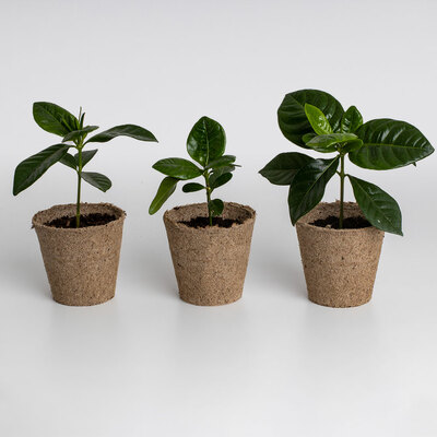 Resetea set za uzgoj sobne biljke coffee growing kit 2