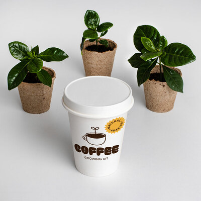 Resetea set za uzgoj sobne biljke coffee growing kit 3