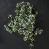 Resetea set za uzgoj sobne biljke mini garden mediterranean 5