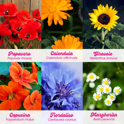Resetea set za uzgoj sobne biljke flower power 5