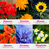 Resetea set za uzgoj sobne biljke flower power 5