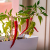 Resetea set za uzgoj osobne biljke danger hot peppers 3