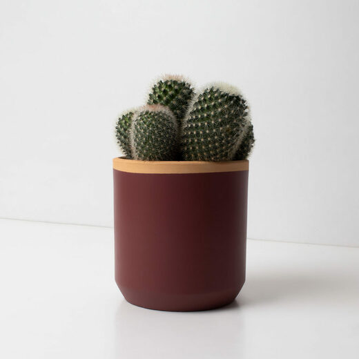Resetea posuda za sadnicu plum red 1
