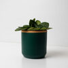 Resetea posuda za sadnicu fern green 1