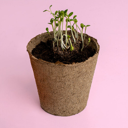 Resetea set za uzgoj sobne biljke urban flowers blues 2