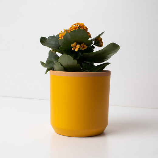 Resetea posuda za sadnicu saffron yellow 1
