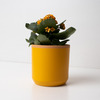 Resetea posuda za sadnicu saffron yellow 1