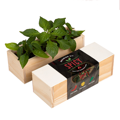 Resetea set za uzgoj sobne biljke spicy