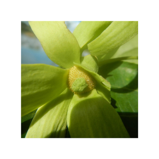 Primavera ylang ylang complete oil (organic) 5  1ml