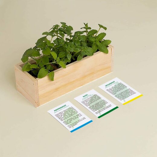 Resetea set za uzgoj sobne biljke mojito 2